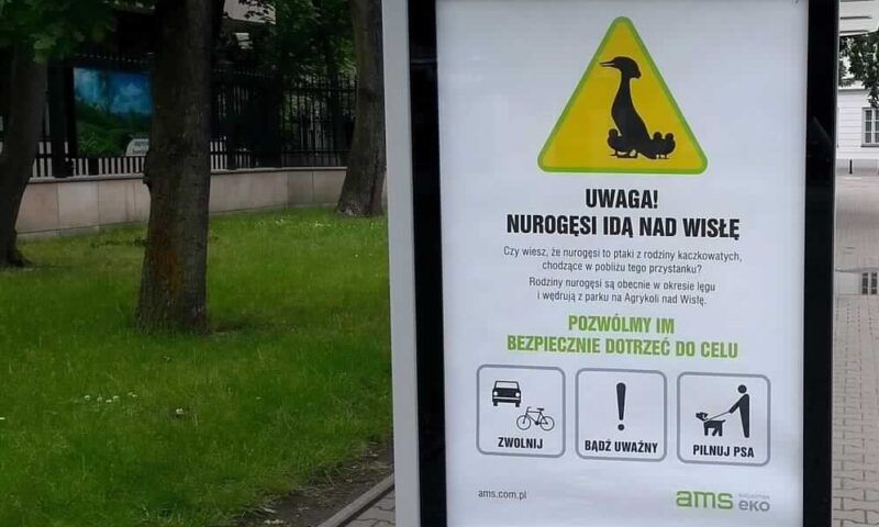 EKO Inicjatyw AMS - nurogęsi